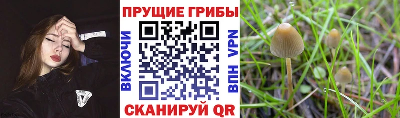 MEGA рабочий сайт Чёрмоз Псилоцибиновые грибы Magic Shrooms